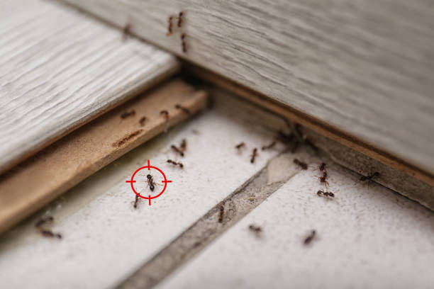 Professional Pest Control in Mcpherson, KS